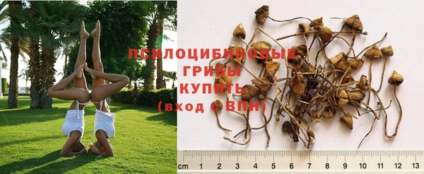 индика Новокубанск